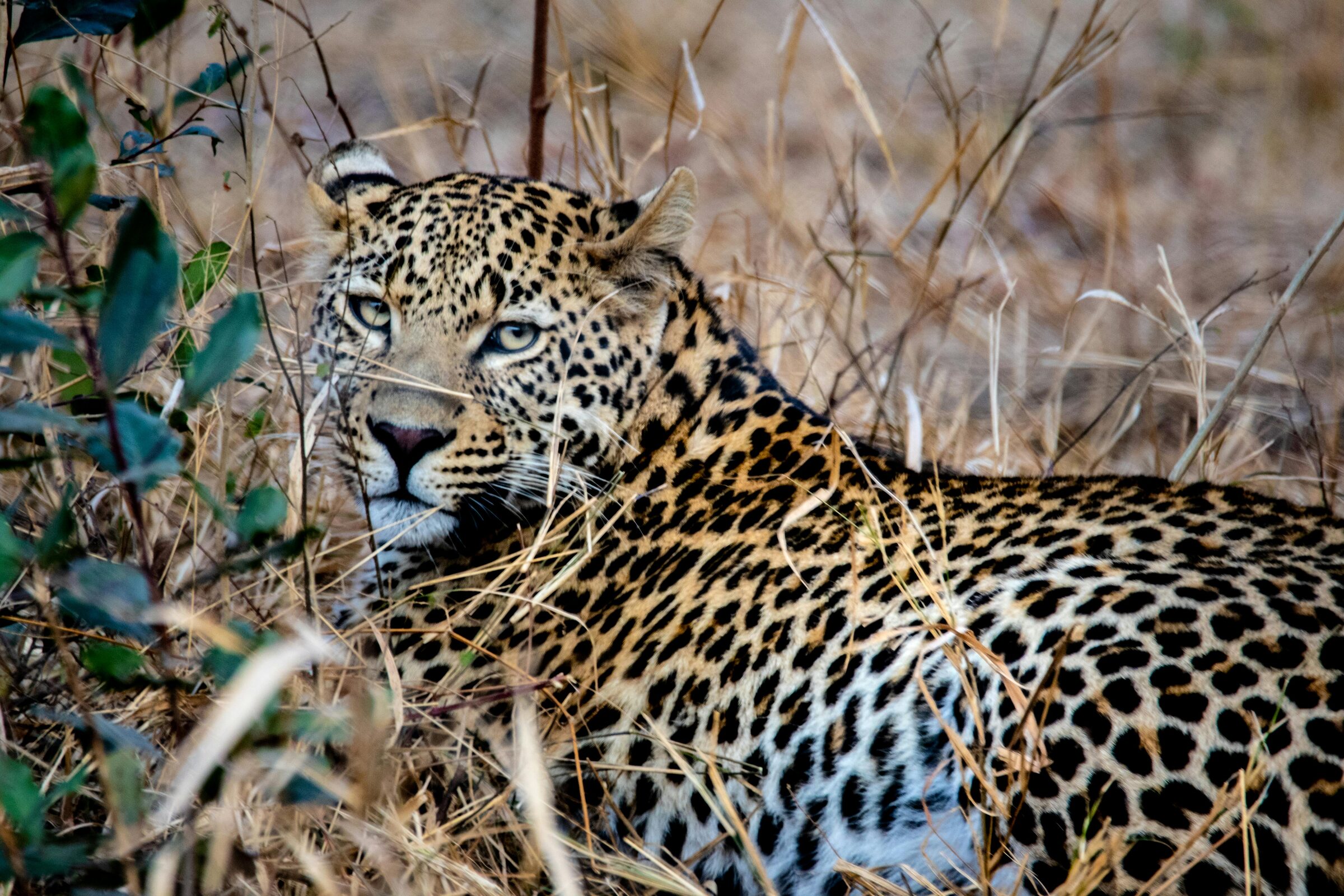 Leopard in the wild