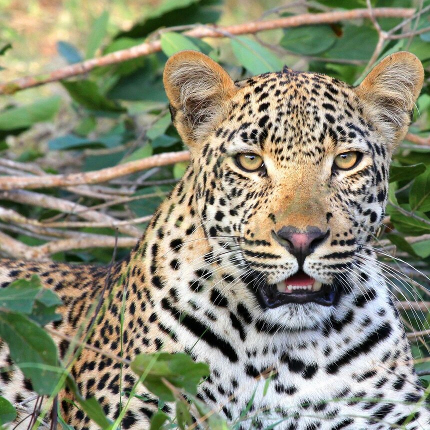 Cheetah