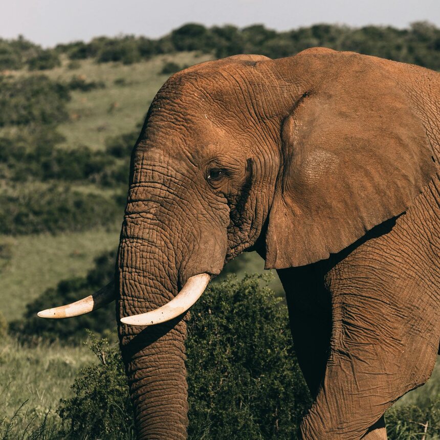 Elephant