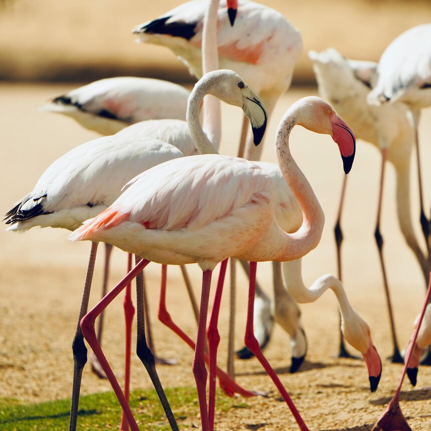Flamingos